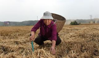 面粉厂不收今年新小麦?当地回应