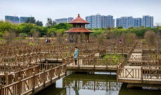 厦门五缘湾湿地公园