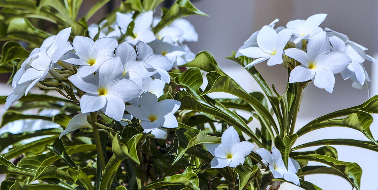 茉莉花种植攻略