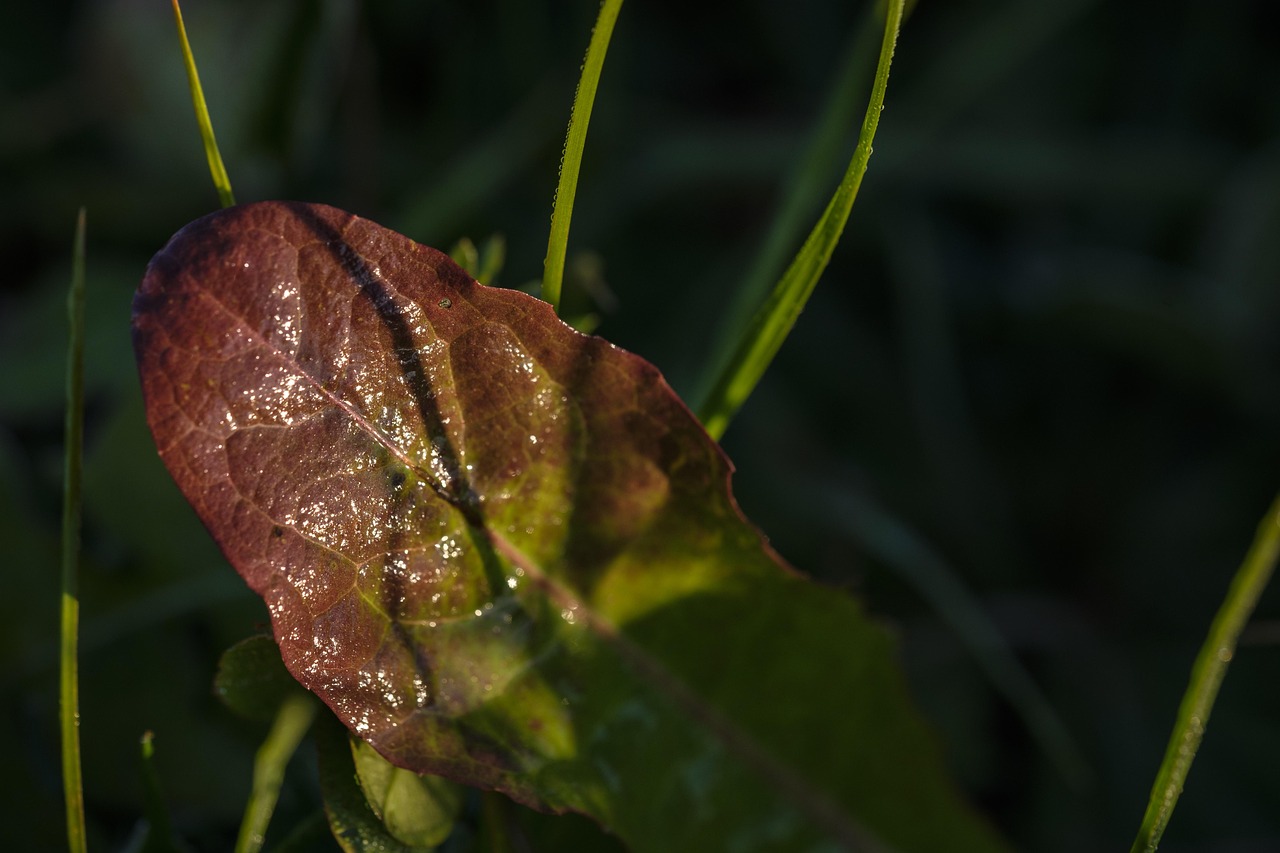 蒲公英能否治疗结节