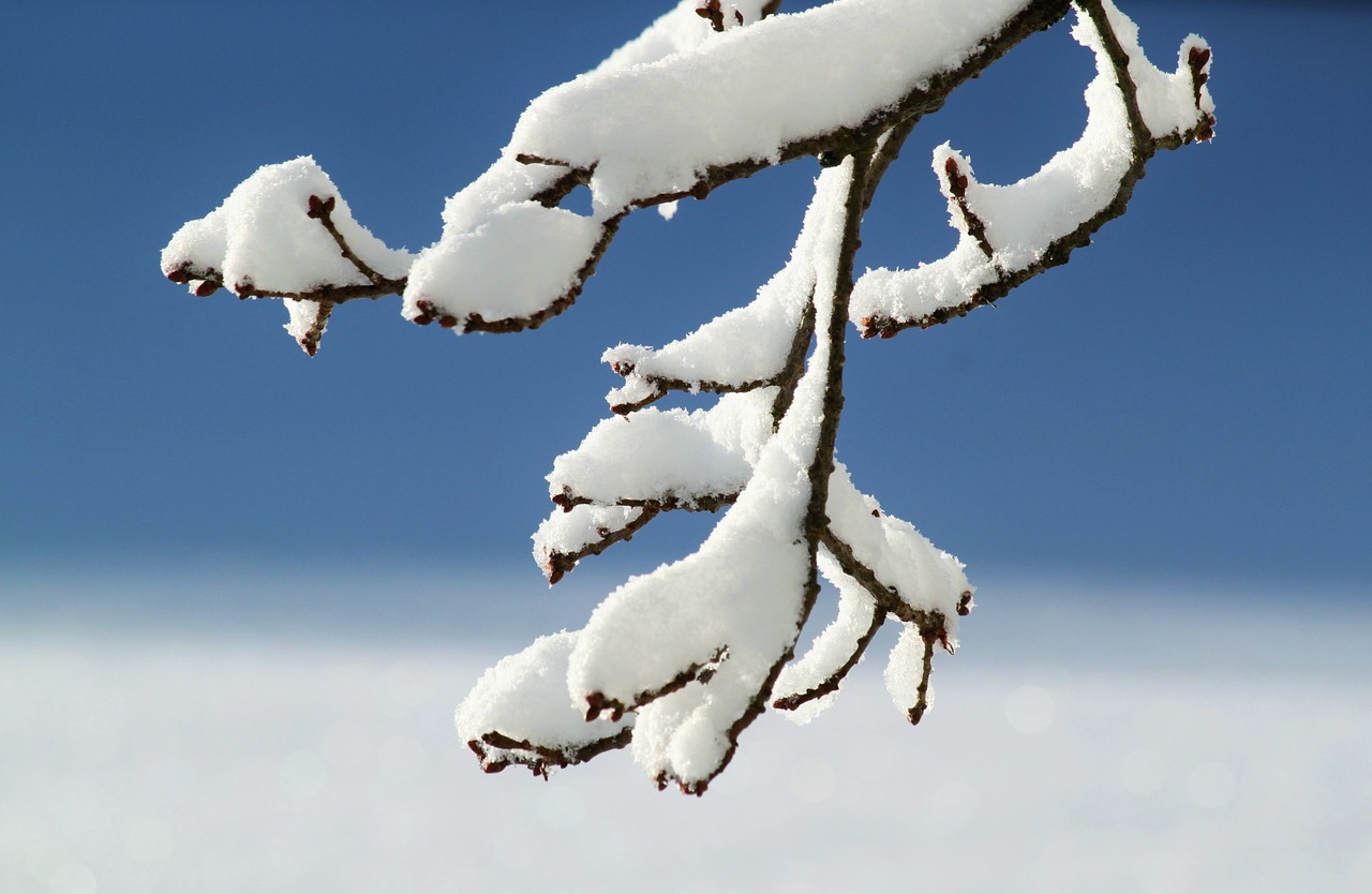 雪蟾之梦