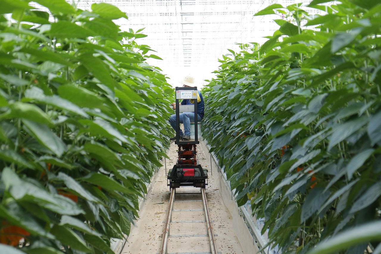 西红柿种植技术