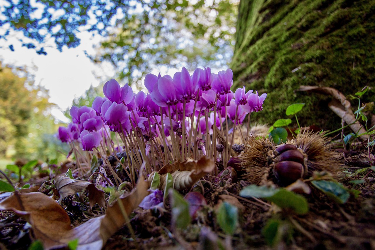 百花迎春