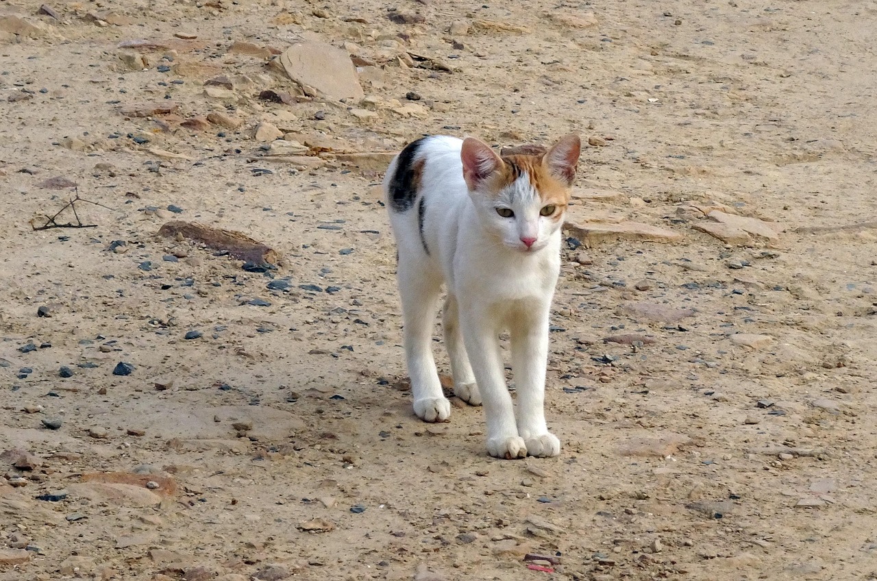 猫咪搞笑视频