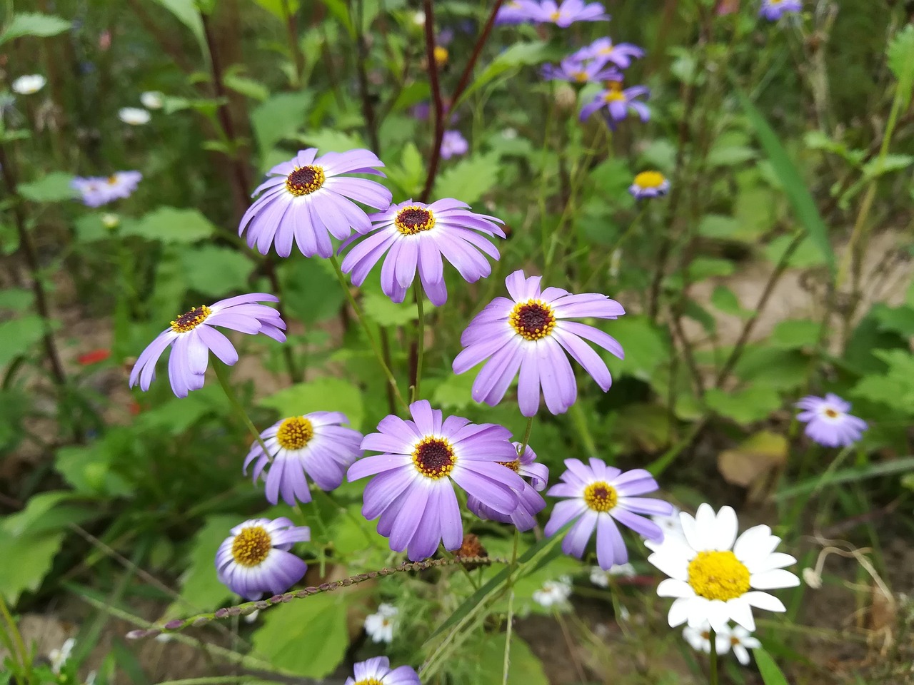 鲜花泡泡龙，花海中的奇幻之旅