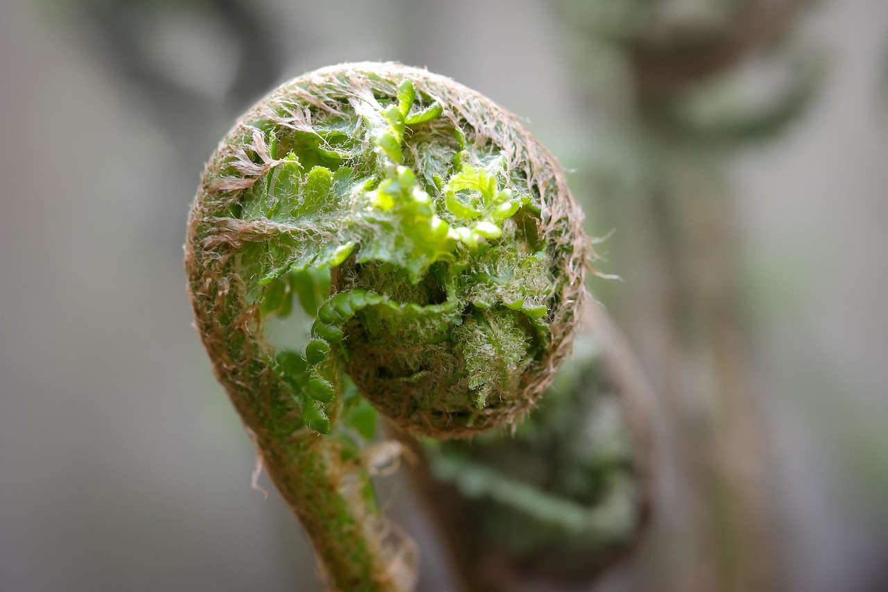 昙花是否可以吃