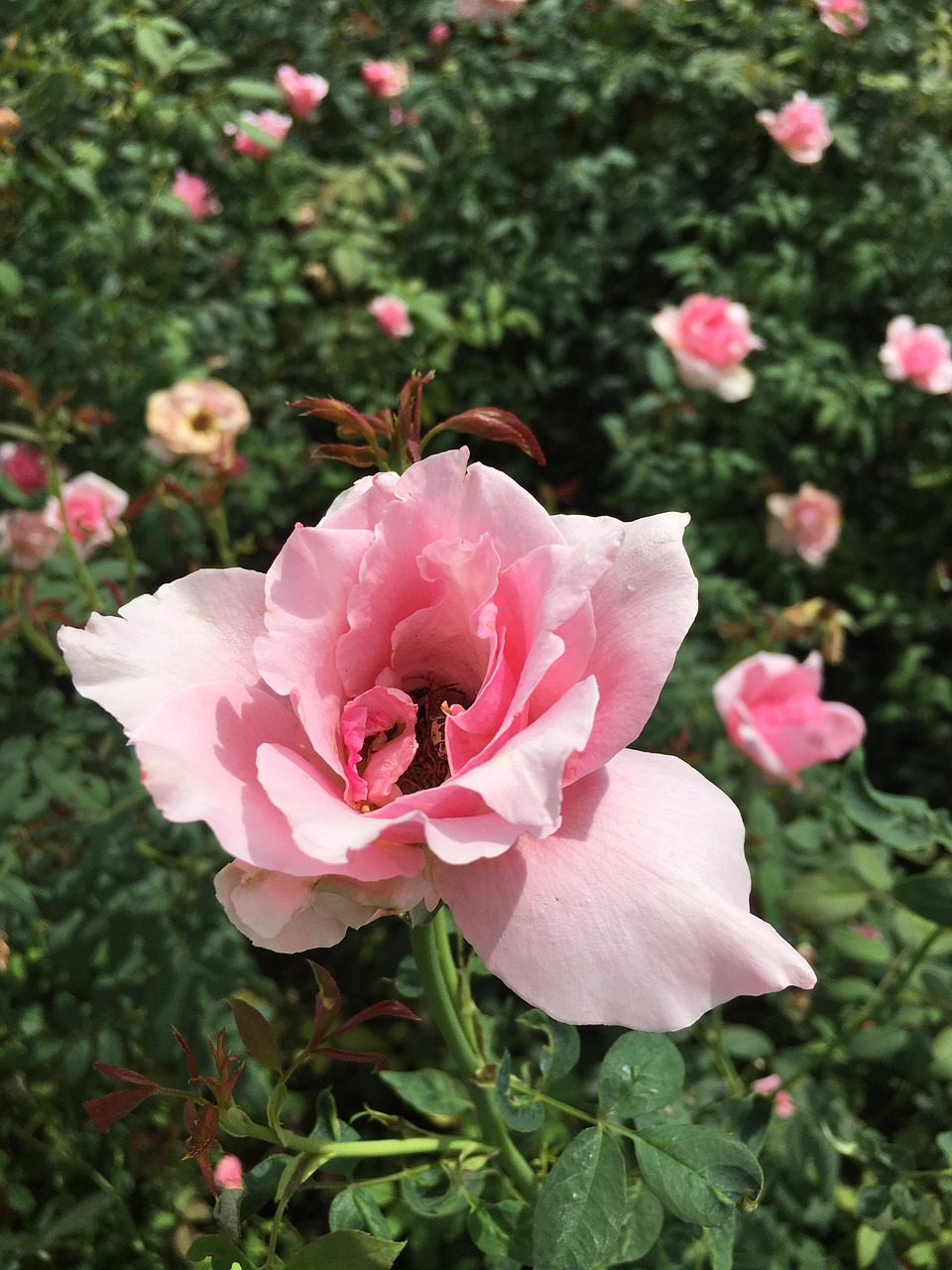 情人节订花，浪漫之选