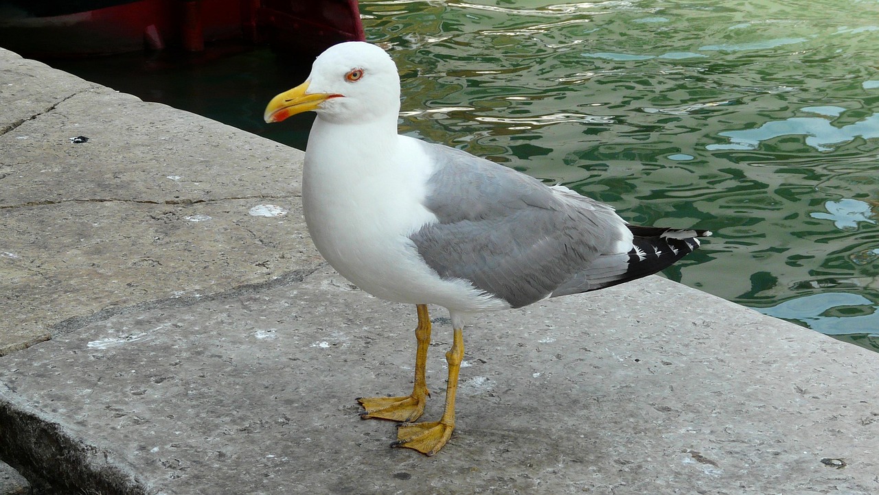 喂海鸥