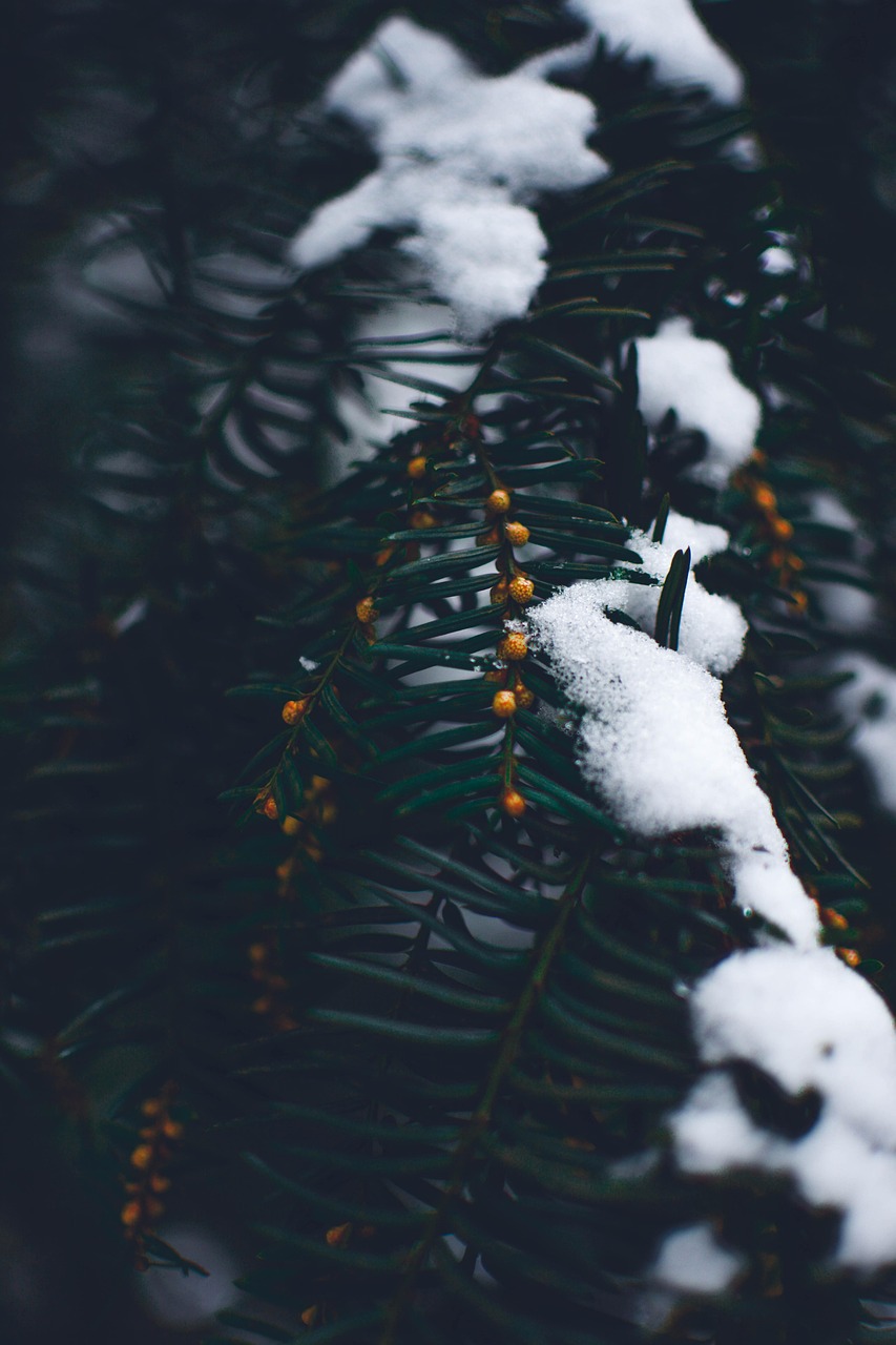 雨雪霏霏，诗意中的诗意之境