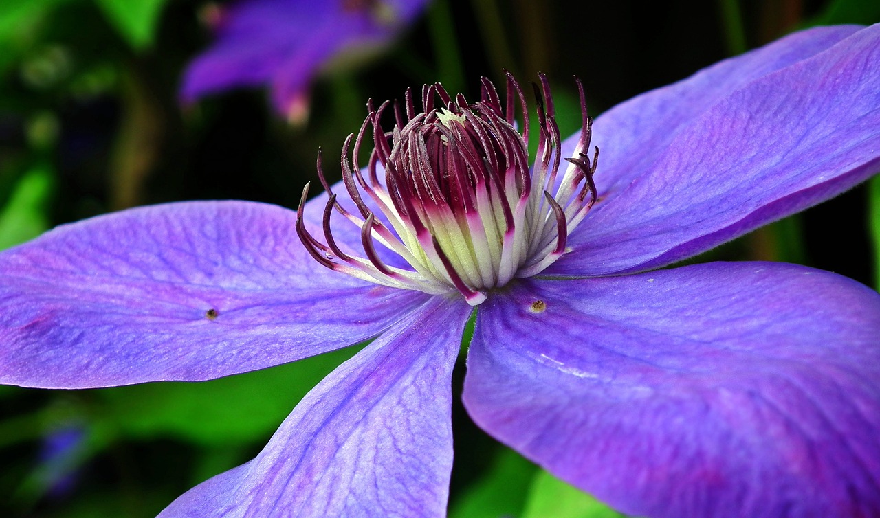 广场舞桃花运